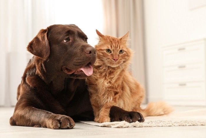 Cat and dog