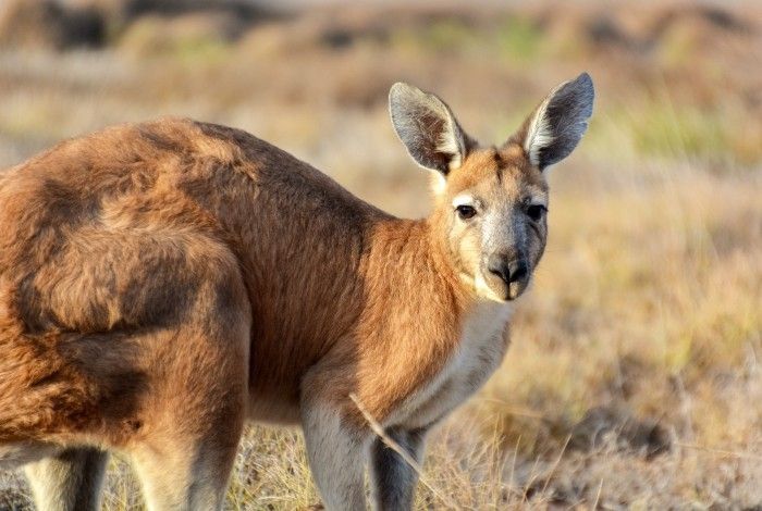 Kangaroo