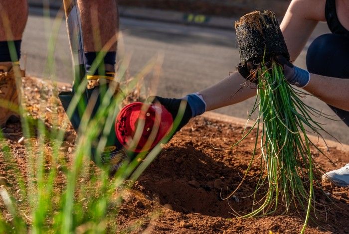Planting