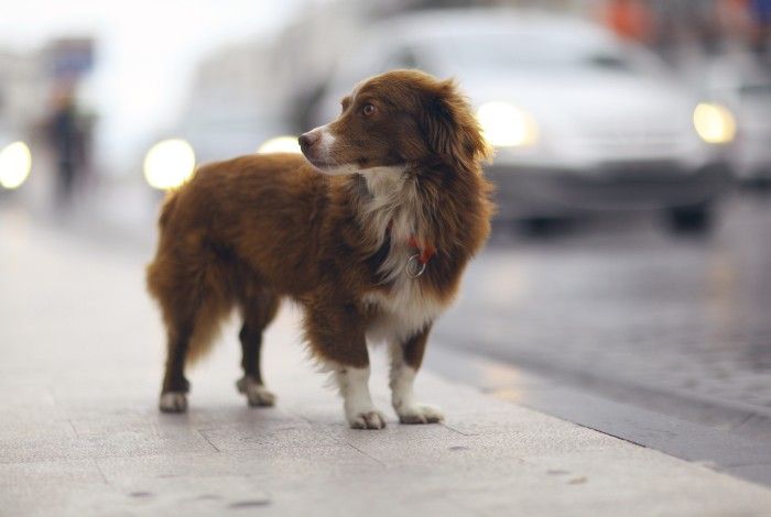 Impounded animals